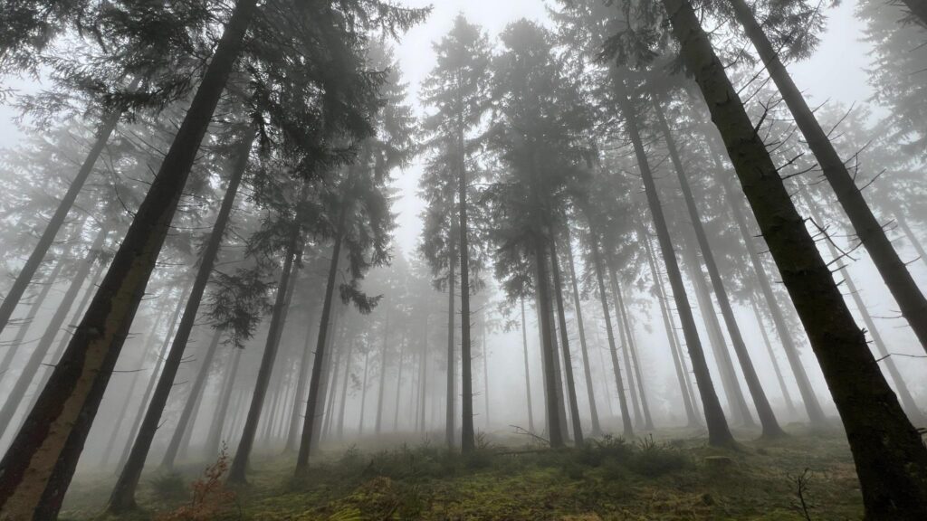 Nebel im Hürtgenwald.
